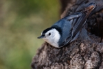 Animals-in-the-Wild;Nest;Nesting;Nuthatch;One;Photography;Sitta-carolinensis;Whi